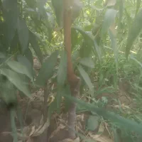 نهال نهالستان|خدمات باغبانی و درختکاری|نوشین شهر, |دیوار