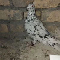 کبوتر|پرنده|چناران, |دیوار