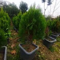 کامیس|گل و گیاه طبیعی|نشتارود, |دیوار