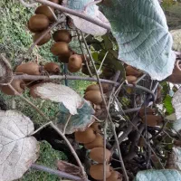 ویلا باغ ۵۵۰۰متر / ۴۰۰نهال کیوی پر محصول هایوارد|فروش خانه و ویلا|لیسار, |دیوار