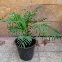 گل وگیاه|گل و گیاه طبیعی|اردبیل, |دیوار