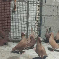 کبوتر سرخ و زرد خارجی|پرنده|برازجان, |دیوار