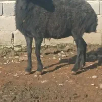 بوقلمون|حیوانات مزرعه|علی‌آباد کتول, |دیوار