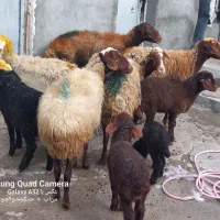 گوسفندبا بره داشتی|حیوانات مزرعه|کوزران, |دیوار