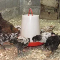 مرغ با جوجه خروس گلین کوشین پولند برهما|حیوانات مزرعه|رشت, بوسار|دیوار