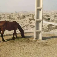 فروشی|اسب و تجهیزات اسبسواری|بندرعباس, |دیوار