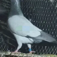 کبوتر سبز بی خط