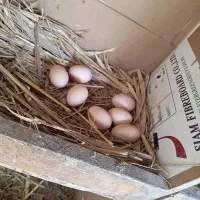 تخم مرغ نطفه دار برهما