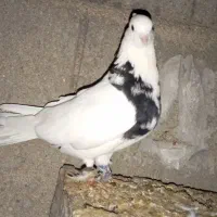 کبوترطوقی هفرنگ