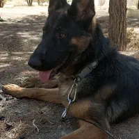 سگ ماده ژرمن ۱۱ماهه دارای شناسنامه پزشکی