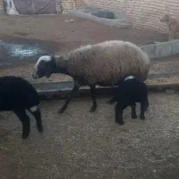 میش وبره|حیوانات مزرعه|بوئین زهرا, |دیوار