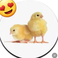 جوجه گوشتی نژاد راس درجه یک کیفیت عالی