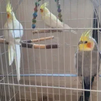 عروس هلندی ۲تانر یدونه ماده .چند کلمه حرف میزنن