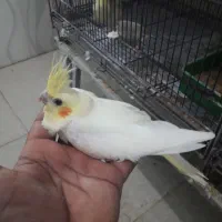 عروس|پرنده|رامشیر, |دیوار