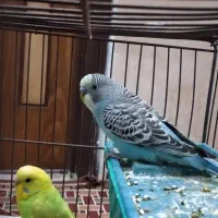 2عدد مرغ عشق انگیلسی لونه 1۹0