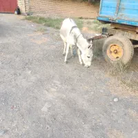 الاغ و کره اش