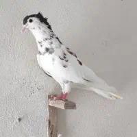 جفت کفتر خال و چپ افشون کاکلی