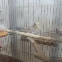 جفت عروس هلندی مولد|پرنده|دوگنبدان, |دیوار