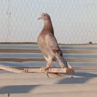 کفتر کبوتر