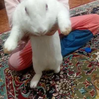 خرگوش بالغ ماده|موش و خرگوش|گنبد کاووس, |دیوار