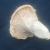 قارچ کوهی  ماله چالوس هست
