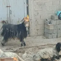 دوبور دوبر بهده