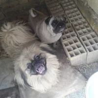 دو قلاده سگ پاکوتاه|سگ|یزد, |دیوار