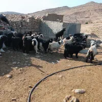 32راستیشتر روزگاریمعاملهبانیسانومیش|حیوانات مزرعه|ایذه, |دیوار