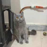 بیریتیش اصیل