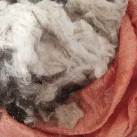 پشم گوسفندی تمیز شسته شده