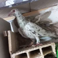 کبوتر پرشی|پرنده|اسفرورین, |دیوار