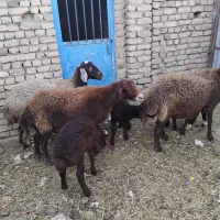 گوسفند|حیوانات مزرعه|زاوه, |دیوار