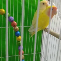 طوطی برزیلی