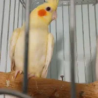 طوطی عروس هلندی|پرنده|قزوین, |دیوار