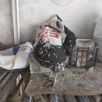 فروش تخم نطفه دار مرغ امروک یا پیلموت. گلین پنگونی|حیوانات مزرعه|نورآباد ممسنی, |دیوار