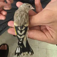 جوجه سهره سرلاکی قفس