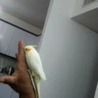 عروس هلندی دستی بازیگوش سخنگو|پرنده|رضویه, |دیوار