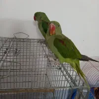 جوجه شاه طوطی