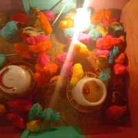 جوجه رنگی و جوجه روستایی