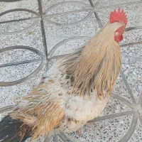 خروس جوان