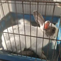 خرگوش خانگی بازیگوش|موش و خرگوش|زنجان, |دیوار