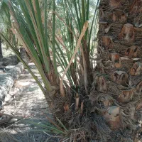 پاجوش برحی|گل و گیاه طبیعی|بندر امام خمینی, |دیوار