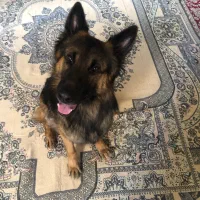 سگ ژرمن نر (جفتگیری