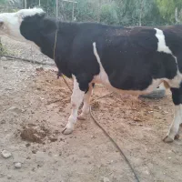 گوساله نر هلشتاین