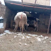 گاو شیری|حیوانات مزرعه|تربت جام, میان جام|دیوار