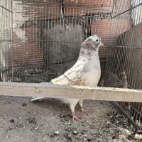 غریب گرفتم برا کیه