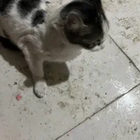 گربه خانگی|گربه|گرگان, |دیوار