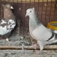 سینه .|پرنده|شیراز, رکن‌آباد|دیوار