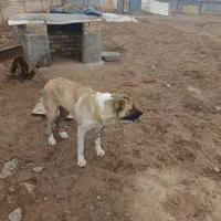 سگ ماده|سگ|قوچان, |دیوار