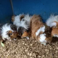 خوکچه هندی فشن و خرگوش نیمچه